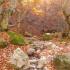 Cuatro Valles. Ruta Guiada El Faedo. Ciñera de Gordón. Interior del hayedo en otoño